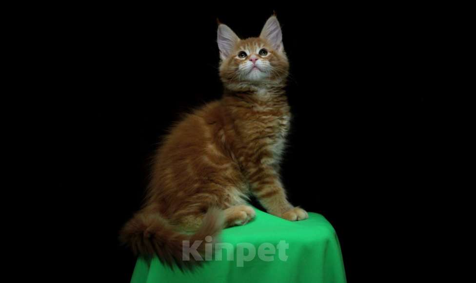 Кошки в Иваново: Котёнок мейн кун ( красный мрамор d 22 ) . Мальчик, 50 000 руб. - фото 6