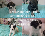 Собаки в Казани: 1,5 месяца щенки , девочки ждут родителей  Девочка, 1 руб. - фото 4