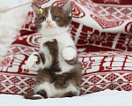 Кошки в Владивостоке: Британский котенок красивого шоколадного окраса Девочка, 30 000 руб. - фото 4
