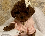 Собаки в Раменском: Продается щенок Тедди Пудель девочка. Девочка, 200 000 руб. - фото 1
