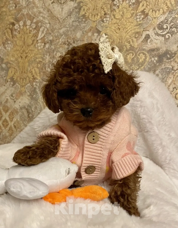 Собаки в Раменском: Продается щенок Тедди Пудель девочка. Девочка, 200 000 руб. - фото 1