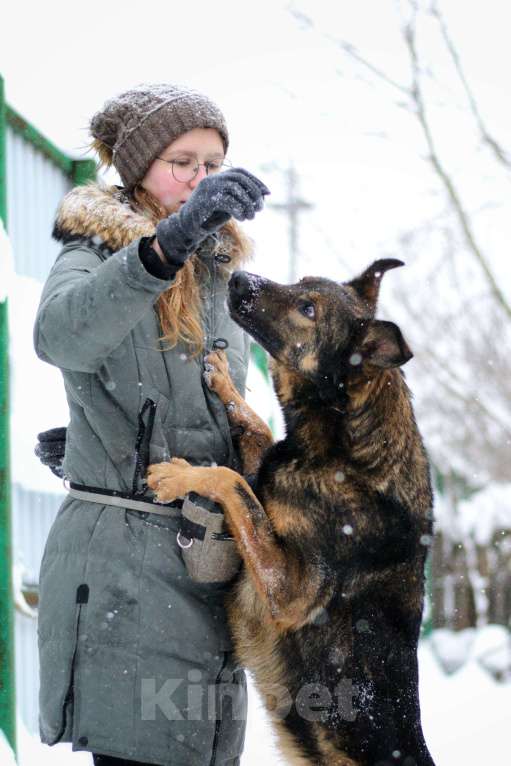 Собаки в Москве: Алтай Мальчик, Бесплатно - фото 5