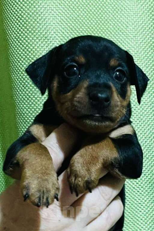 Собаки в Ялте: Великолепные щенки цверг пинчера Мальчик, 40 000 руб. - фото 7