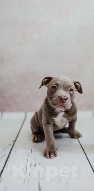 Собаки в Иркутске: Американский булли Мальчик, 120 000 руб. - фото 6