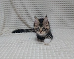 Кошки в Энгельс: Котик мейн кун в любимцы  Мальчик, 35 000 руб. - фото 1