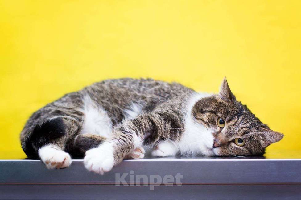 Кошки в Москве: Михал Михалыч желает укотовиться Мальчик, Бесплатно - фото 2