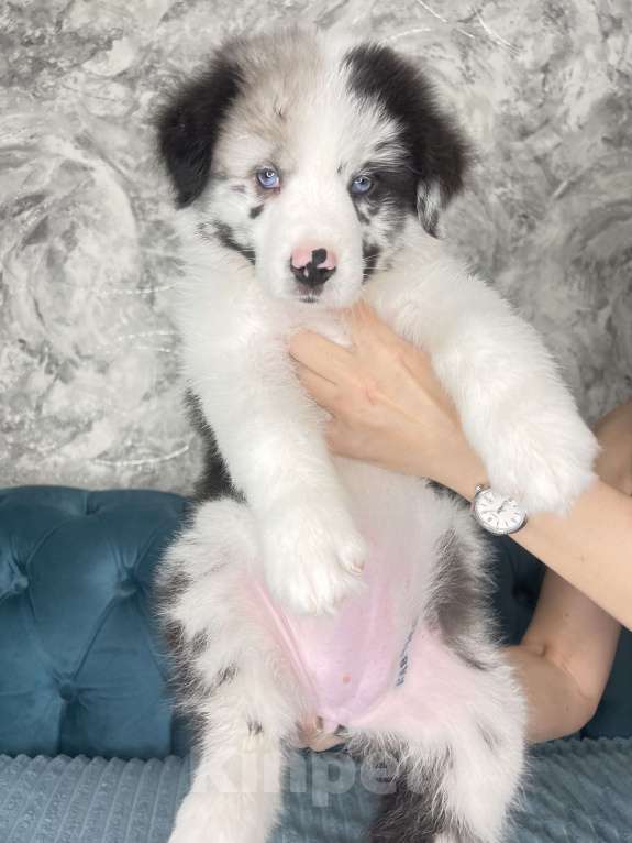 Собаки в Ростове-на-Дону: Девочка аусси Девочка, 60 000 руб. - фото 5