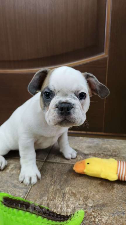 Собаки в Белореченске: Французский бульдог Девочка, Бесплатно - фото 3