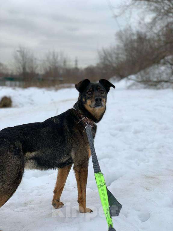 Собаки в Москве: Лика Девочка, Бесплатно - фото 7
