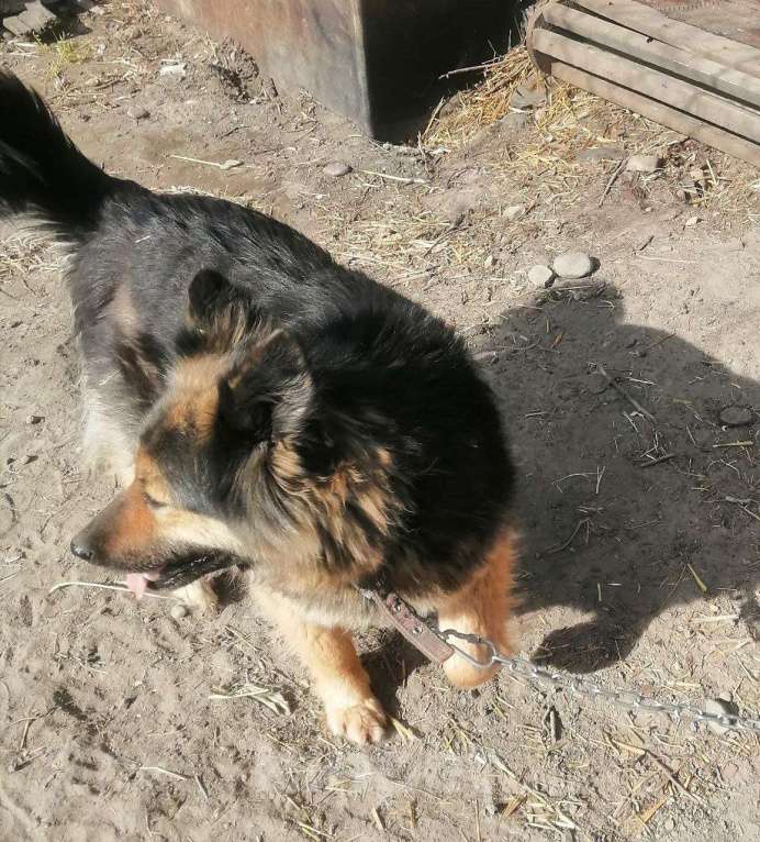 Собаки в Кызыле: Майя мечтает о любящей семье Девочка, Бесплатно - фото 3