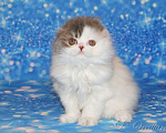 Кошки в Ярославле: Шотландская вислоухая длинношерстная девочка Девочка, 50 000 руб. - фото 1