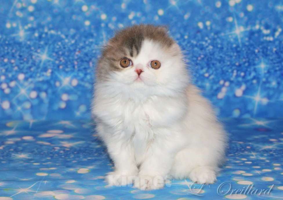 Кошки в Ярославле: Шотландская вислоухая длинношерстная девочка Девочка, 50 000 руб. - фото 1