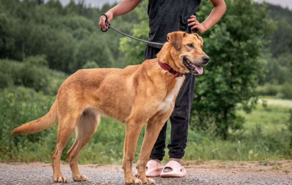 Собаки в других городах Владимирской области: Красивая рыжая девочка в добрые руки Девочка, Бесплатно - фото 3
