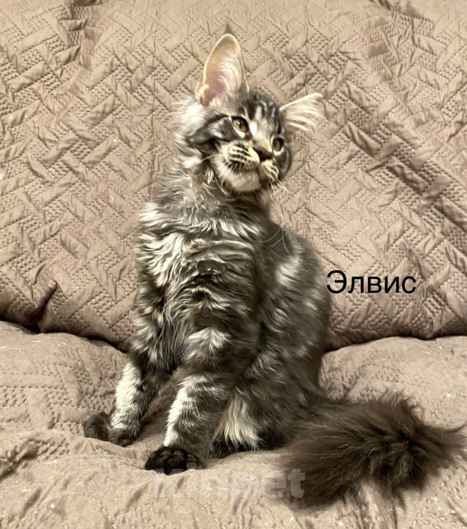 Кошки в Санкт-Петербурге: Мейн кун котенок мальчик Мальчик, 50 000 руб. - фото 1