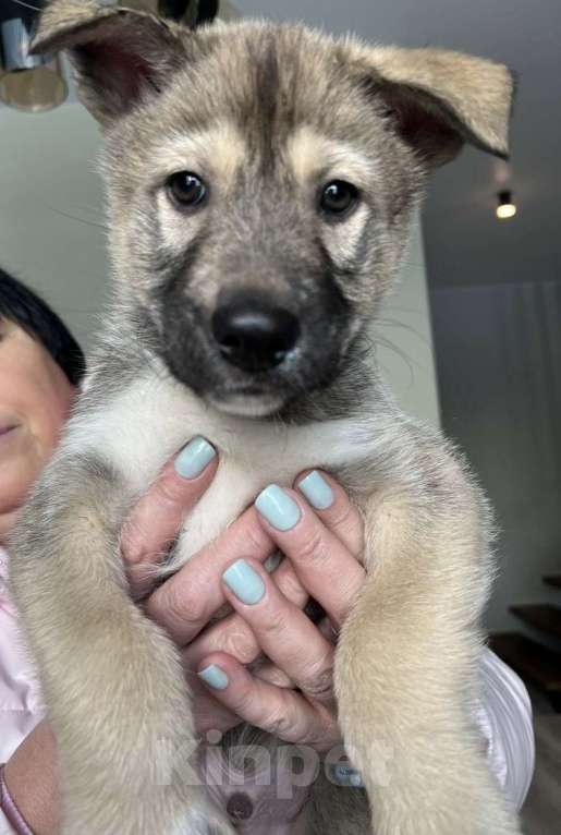 Собаки в других городах Московской области: Щенок Хаски в добрые руки Мальчик, Бесплатно - фото 7