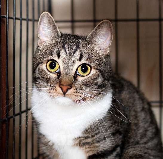 Кошки в Москве: Пристраивается очаровательный кот Капоне в добрые руки Мальчик, Бесплатно - фото 3