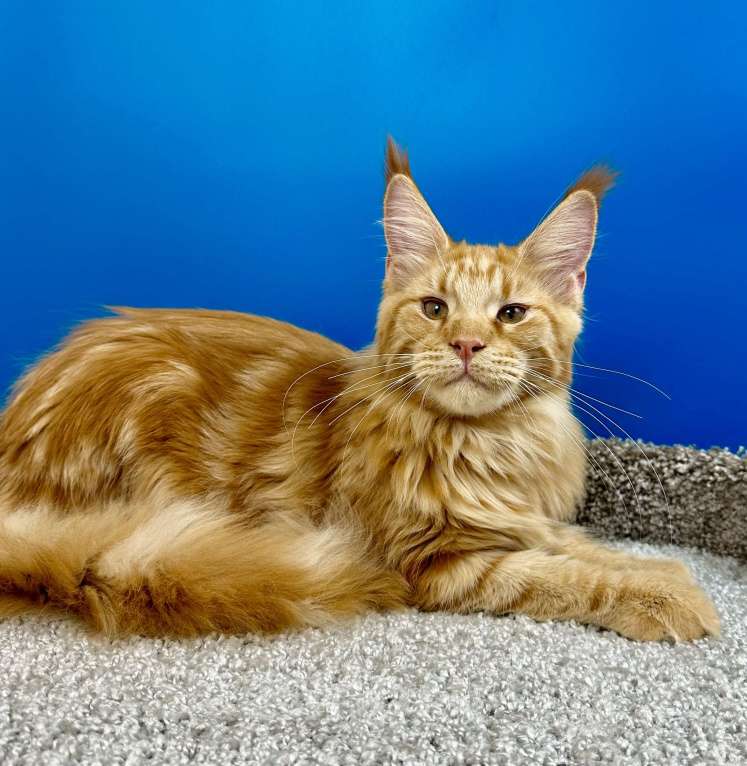Кошки в Дедовске: Шикарный красный мальчик  Мальчик, 60 000 руб. - фото 4