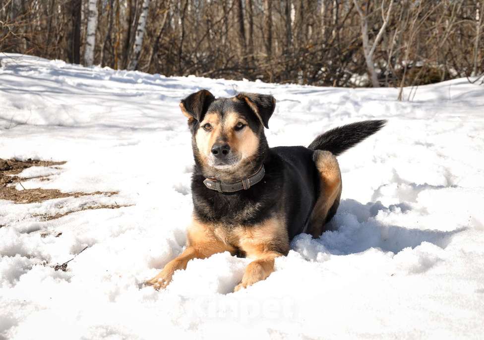 Собаки в Ногинске: Алтай -домашний пёс после гибели хозяина попал в приют Девочка, Бесплатно - фото 6
