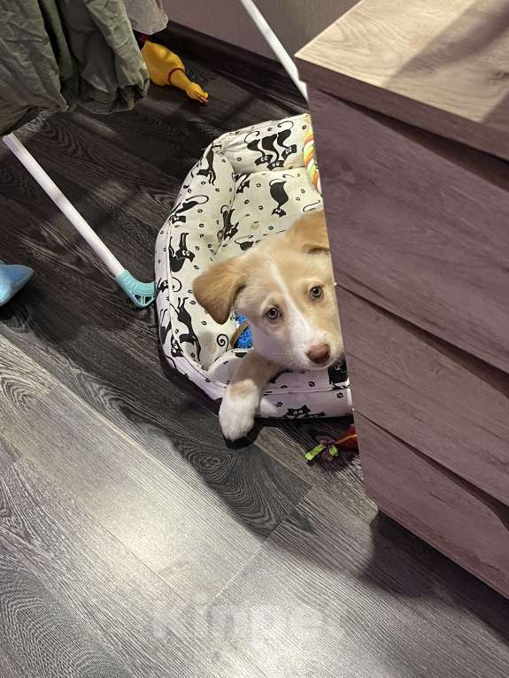 Собаки в Ростове-на-Дону: В добрые руки Мальчик, Бесплатно - фото 3