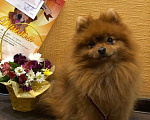 Собаки в Казани: Кобель на вязку шпиц Мальчик, 5 000 руб. - фото 1