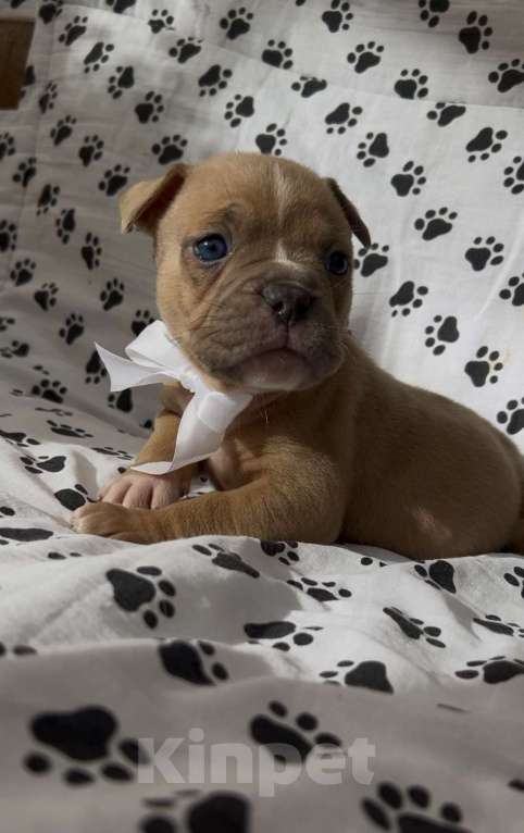 Собаки в Владикавказе: Продажа Мальчик, Бесплатно - фото 3