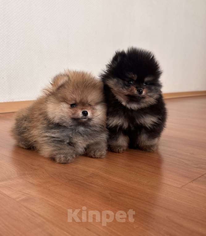 Собаки в Санкт-Петербурге: Мини мальчики померанского шпица , Бинго и Чарли Мальчик, 60 000 руб. - фото 1