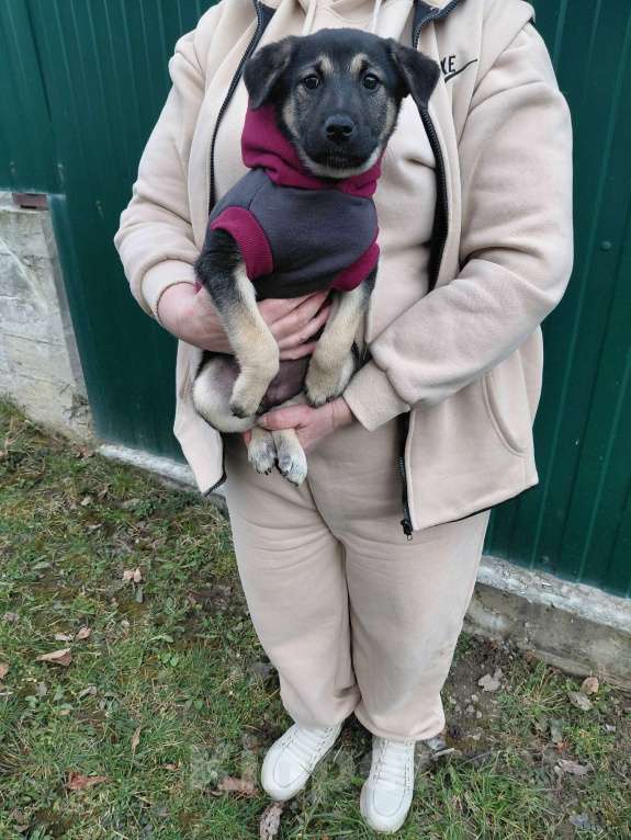 Собаки в Санкт-Петербурге: Ручной игривый щеночек ищет дом Девочка, Бесплатно - фото 3