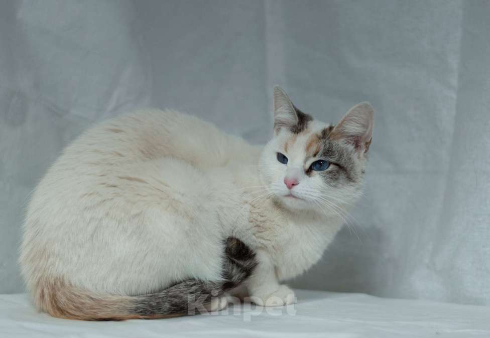 Кошки в Ногинске: Пенка - нереальная красавица в поисках дома Девочка, Бесплатно - фото 9