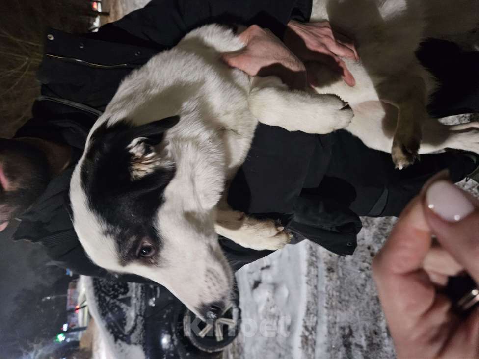 Собаки в других городах Ленинградской области: Найдена собака. Ленинградской область Девочка, Бесплатно - фото 4