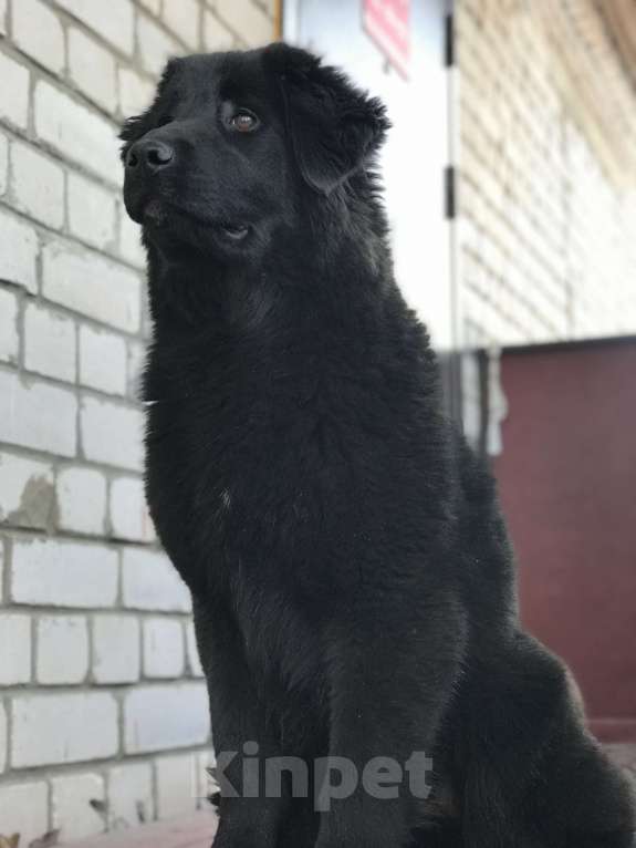Собаки в других городах Тверской области: Тувинская овчарка подросток Девочка, 20 000 руб. - фото 3