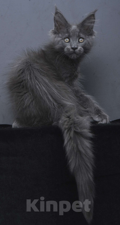 Кошки в Москве: Котенок мейн-кун  Девочка, 60 000 руб. - фото 2