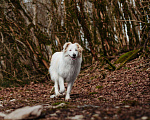 Собаки в Санкт-Петербурге: Кьяра ищет дом Девочка, Бесплатно - фото 10