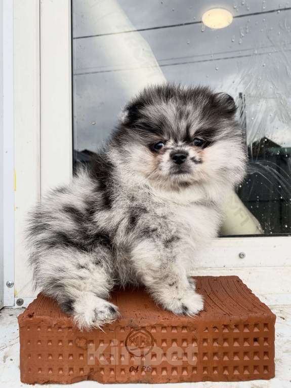 Собаки в Перми: Померанский шпиц от чемпиона с документами  Мальчик, 40 000 руб. - фото 3