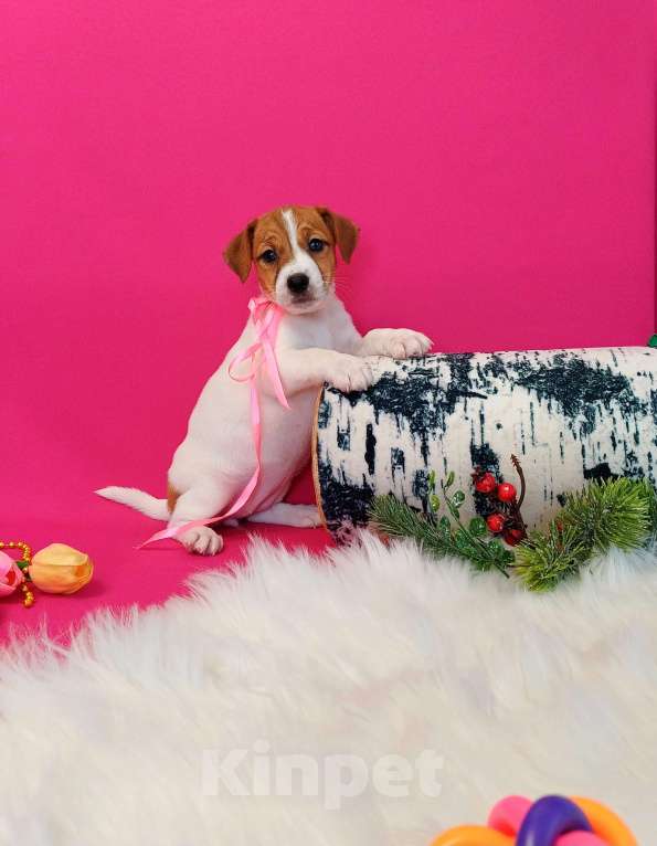 Собаки в Чите: Щенки Джек Рассел терьер мальчики и девочки  Девочка, 35 000 руб. - фото 6