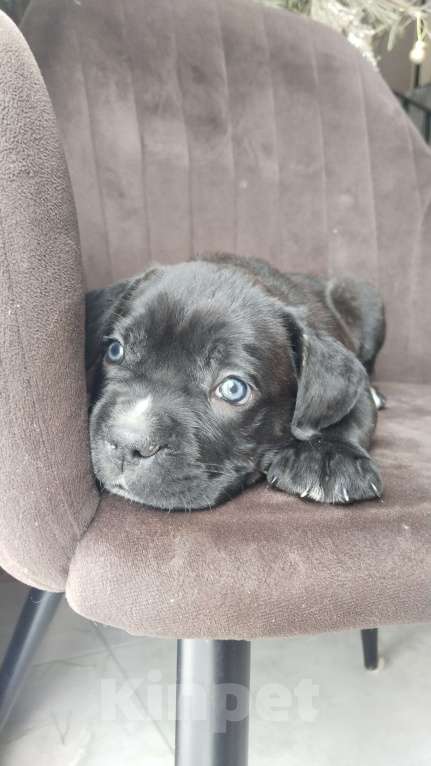 Собаки в других городах Краснодарского края: Девочка с белыми пальчиками на левой передней и задней лапке. Девочка, 20 000 руб. - фото 1