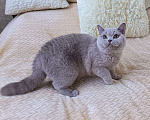 Кошки в Ульяновске: Британская короткошерстная кошка (подросток) Девочка, 30 000 руб. - фото 2