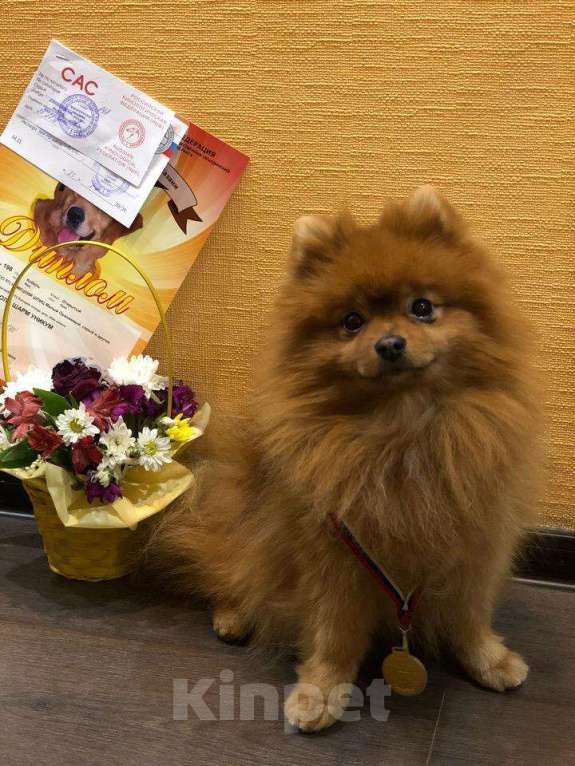 Собаки в Казани: Кобель на вязку шпиц Мальчик, 5 000 руб. - фото 1