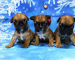 Собаки в Красноармейске: Щенки французкого бульдога Мальчик, 30 000 руб. - фото 3
