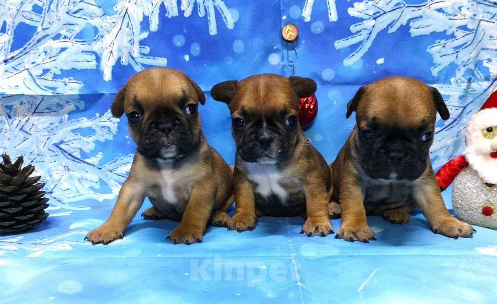 Собаки в Красноармейске: Щенки французкого бульдога Мальчик, 30 000 руб. - фото 3