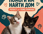 Кошки в Долгопрудном: Срочно ищем дом котятам Мальчик, Бесплатно - фото 1