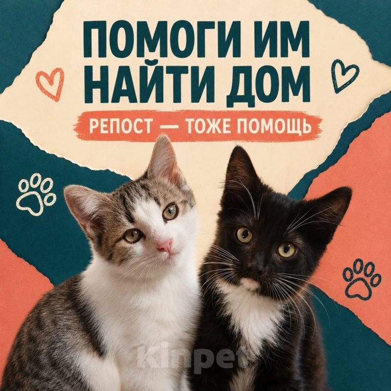 Кошки в Долгопрудном: Срочно ищем дом котятам Мальчик, Бесплатно - фото 1