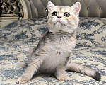 Кошки в Санкт-Петербурге: Кальвадос сладкий парень  Мальчик, 45 000 руб. - фото 1