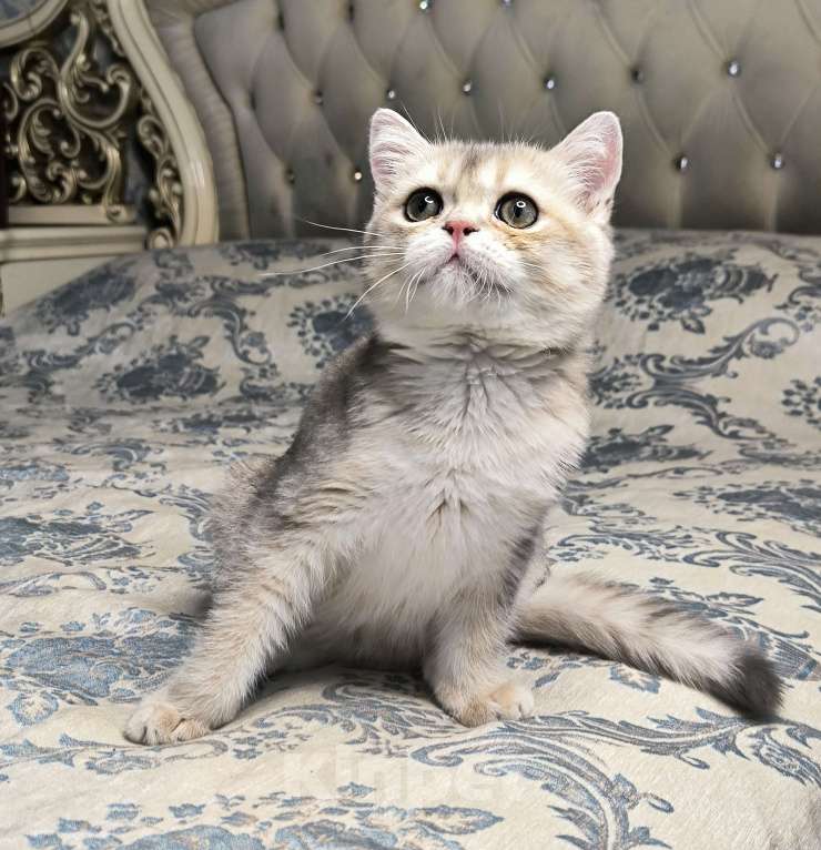 Кошки в Санкт-Петербурге: Кальвадос сладкий парень  Мальчик, 45 000 руб. - фото 1