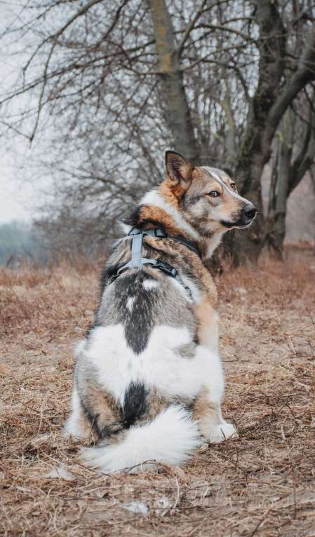Собаки в Москве: Лайма - бывшедомашняя ласковая красавица из приюта в добрые руки  Девочка, Бесплатно - фото 6