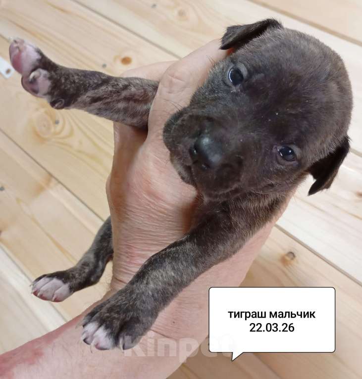 Собаки в других городах Московской области: Американский питбультерьер . Мальчик Мальчик, 40 000 руб. - фото 3