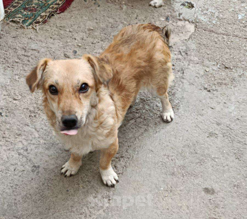 Собаки в Москве: Маленький пёсик ищет дом Мальчик, 100 руб. - фото 4