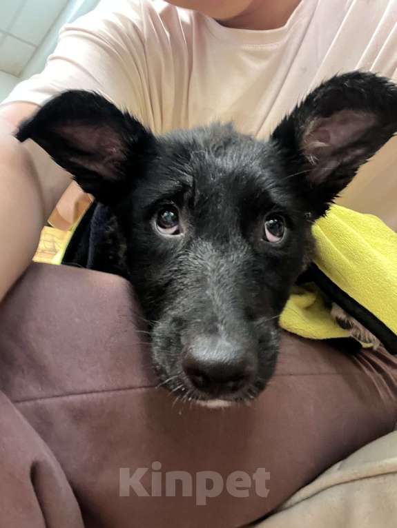 Собаки в Москве: Щенок Дакота в добрые руки бесплатно Девочка, Бесплатно - фото 4