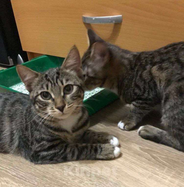 Кошки в Москве: ФераПонта Девочка, Бесплатно - фото 2