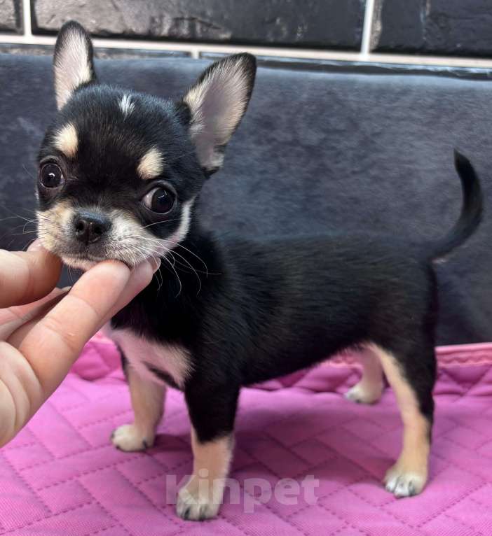 Собаки в Ростове-на-Дону: Девочка чихуахуа Девочка, 40 000 руб. - фото 4