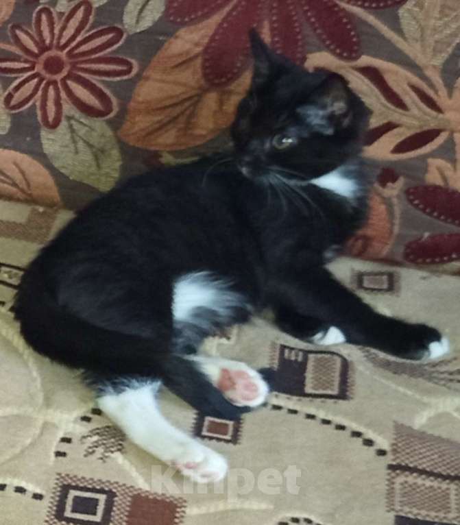 Кошки в Воронеже: Потерян котенок, г. Воронеж Девочка, 5 000 руб. - фото 1